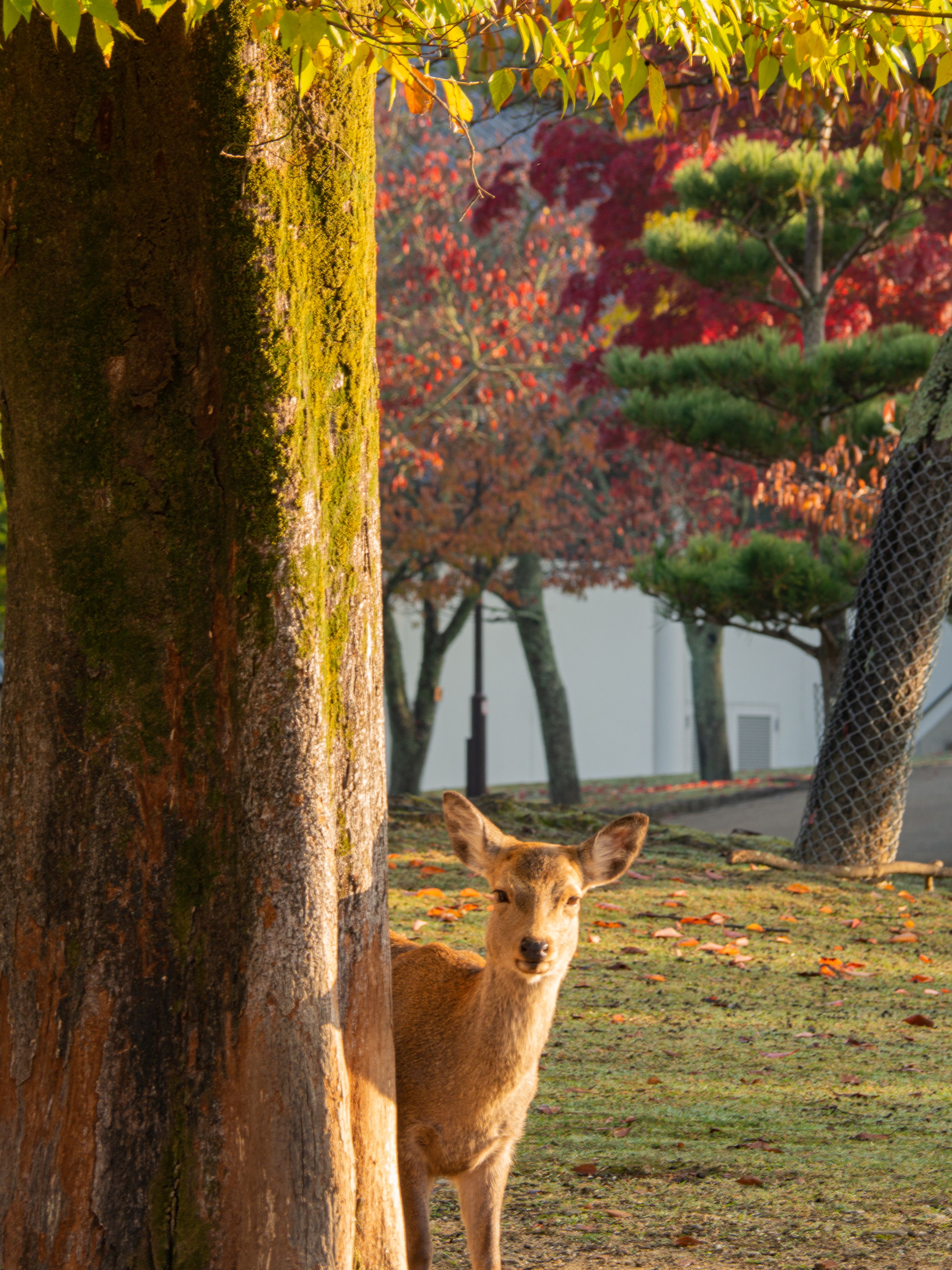 奈良公園與鹿或東大寺
